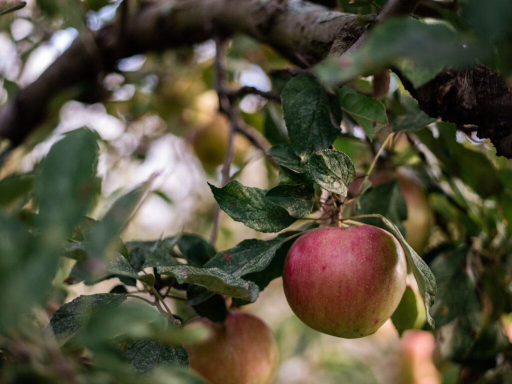 Photo Apple orchard